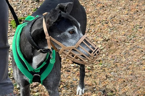 PERROS PELIGROSOS