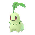 Chikorita