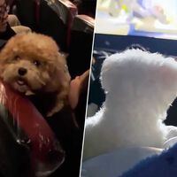 En China sí que saben pasárselo bien con 'Zootrópolis 2'. Sus cines se han llenado de mascotas