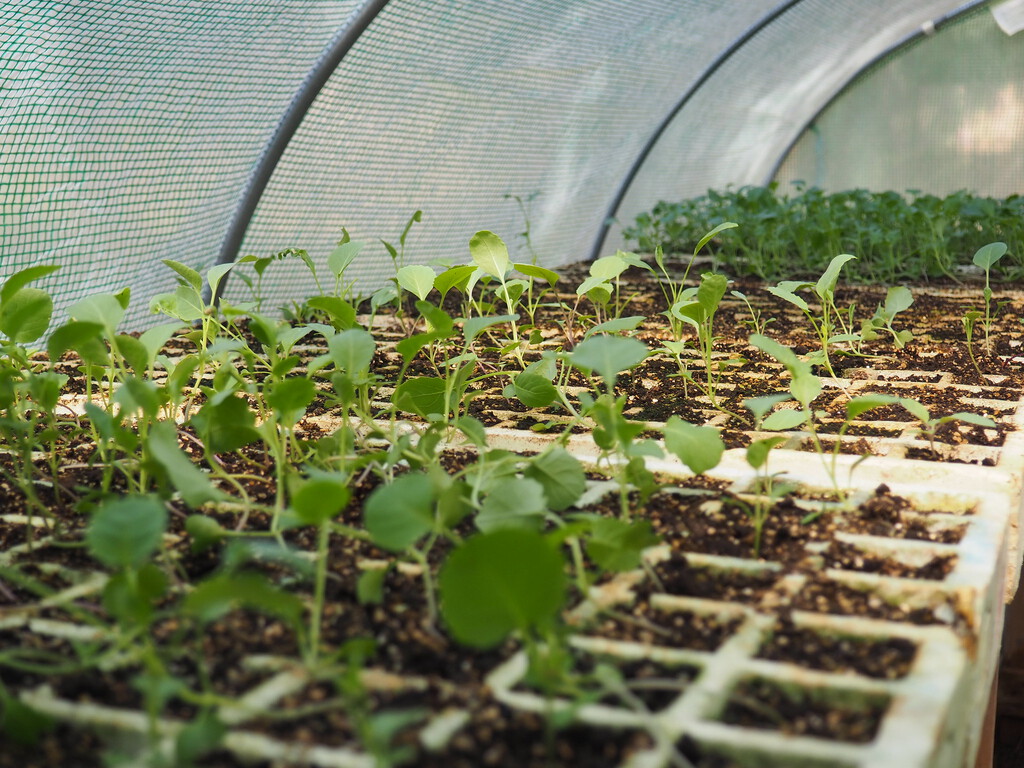 Murcia se está llenando de 