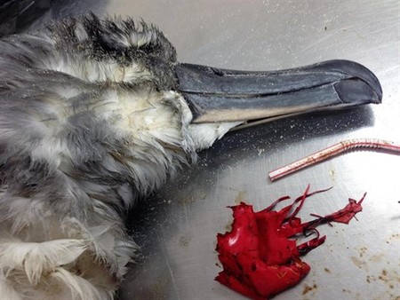 Una de cada cinco de las aves marinas muere a causa de la ingestión de globos