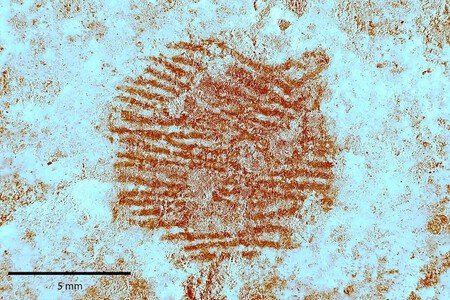 Fingerprint 1
