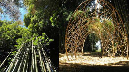 Bambu Campo