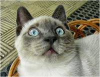 La reforma fiscal del gatopardo