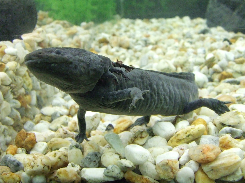 México necesitaba desesperadamente que a los mexicanos les importaran los axolotes. Así que los puso en los billetes