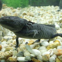 México necesitaba desesperadamente que a los mexicanos les importaran los axolotes. Así que los puso en los billetes