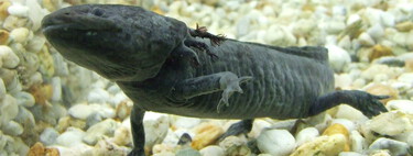 México necesitaba desesperadamente que a los mexicanos les importaran los axolotes. Así que los puso en los billetes