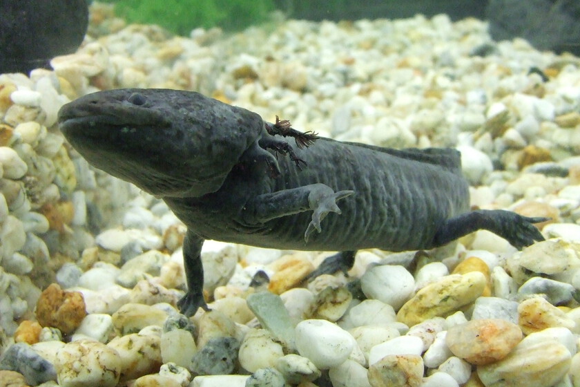 Mexico desperately needed Mexicans to care about axolotls. So he put them on the bills