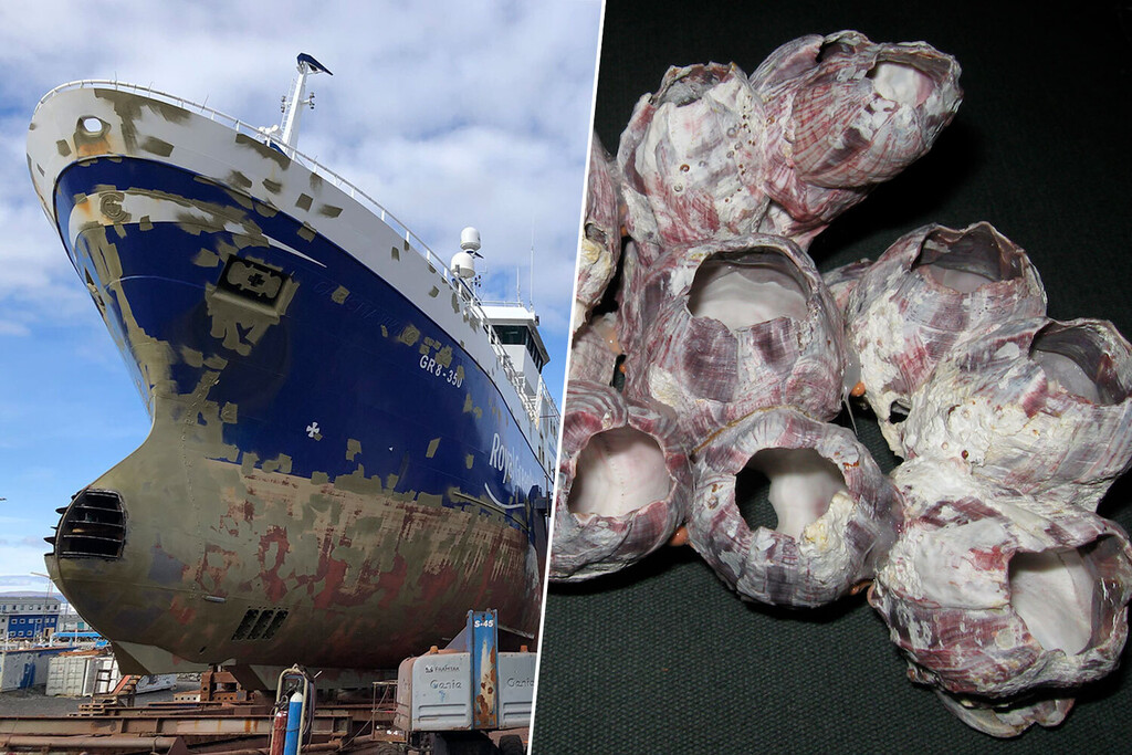 El acero tiende a corroerse bajo el agua. Unos investigadores creen tener la clave para evitarlo: percebes 