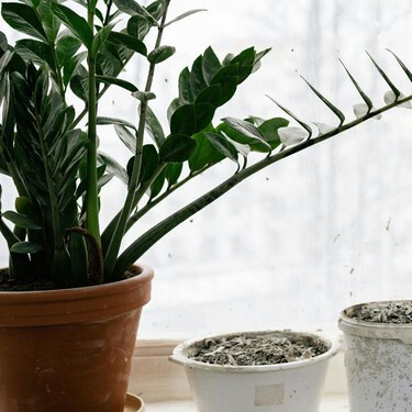 Dónde colocar la zamioculca para que atraiga prosperidad, según el Feng Shui