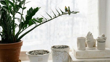 Dónde colocar la zamioculca para que atraiga prosperidad, según el Feng Shui