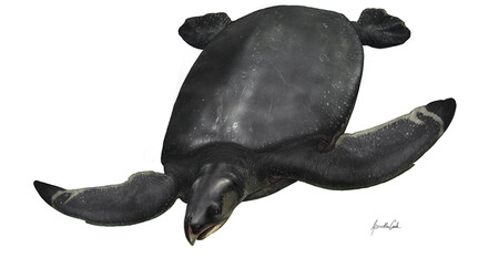Recreación en 3D de Leviathanochelys Aenigmatica