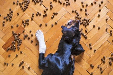 Comederos Automaticos Perros