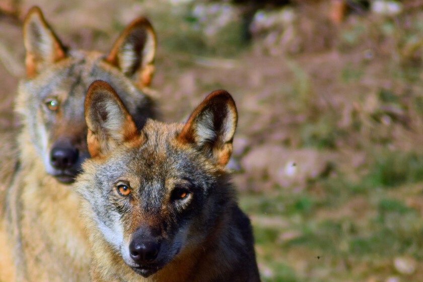 El lobo lleva años siendo una enorme patata caliente política. En Asturias permitirán a los cazadores que los abatan