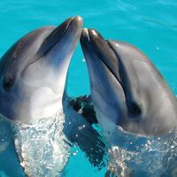 Los humanos no somos los únicos que "hablamos como bebés" con nuestros hijos, también lo hacen los delfines