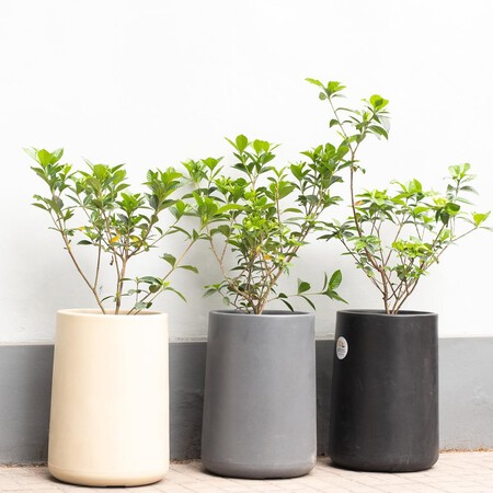 Tu Jazmin Del Cabo Ya Florecio Esta En Maceta O En Tierra Tips Para Que Siga Esplendido R