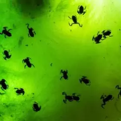 Foto 4 de 10 de la galería otros-animales en Xataka Foto