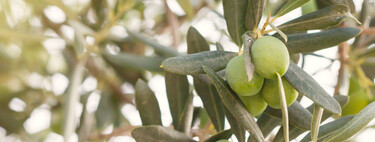 Antes de Cristo y antes del Imperio romano: un estudio comprueba cuándo Italia se convirtió en potencia del aceite de oliva 