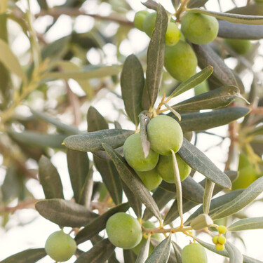 Antes de Cristo y antes del Imperio romano: un estudio comprueba cuándo Italia se convirtió en potencia del aceite de oliva 