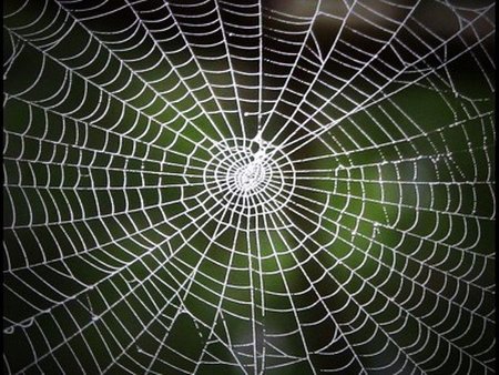 Más de 50 cosas que no sabías sobre 25 animales que creías conocer muy bien (III)