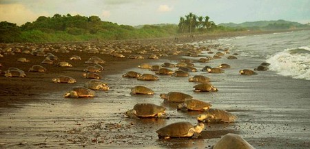 Parque Nacional Tortuguero