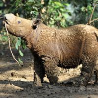 Es uno de los animales más raros, Vietnam era su hábitat y ya solo quedan menos de 50 en todo el planeta: rinoceronte de Sumatra 