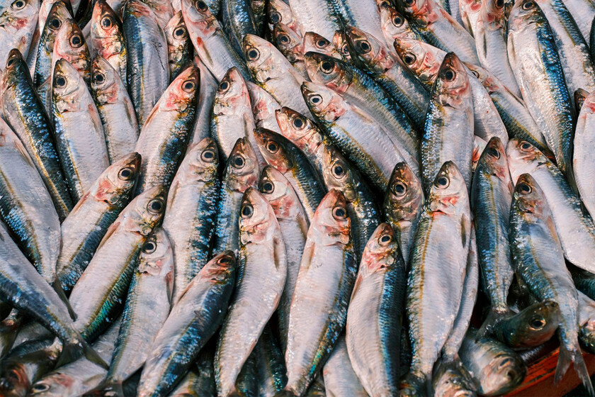 Que el Mediterráneo esté más caliente no solo se nota en la playa, también en el mercado:  La sardina ha subido de precio un 25%