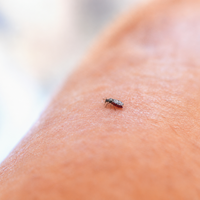 Un mosquito de apenas dos milímetros de tamaño está detrás del brote del virus Shamonda en Francia