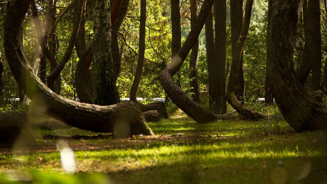 Crooked Forest 3