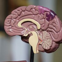 No necesitas más horas en el día. Lo único que se necesita es entender cómo funciona el cerebro para trabajar mejor con menos