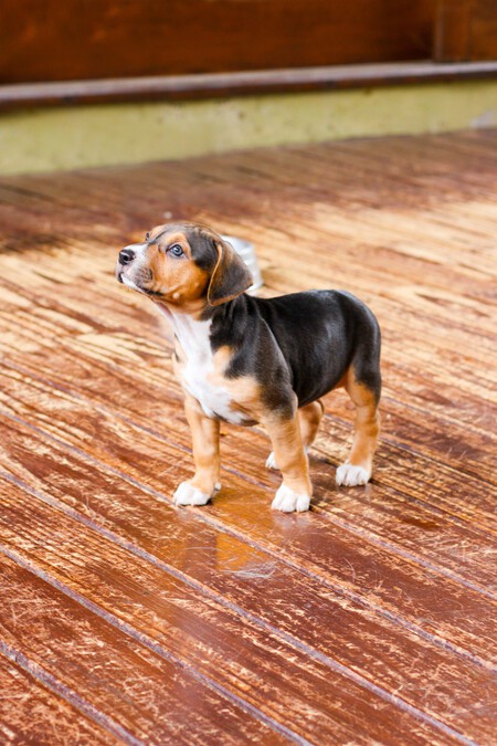 beagle-abandonado-raza