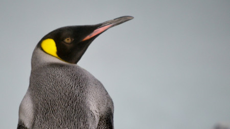 Linux Kernel 4.5 ya es oficial con mejora de bugs y soporte para AMD PowerPlay