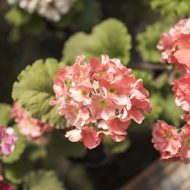 Llegan a Lidl dos plantas con flor fáciles de cuidar por 2 y 3 euros: perfectas para dar el toque de color a la terraza sin dejarte un dineral 