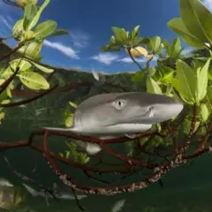 Foto 9 de 10 de la galería mundo-subacuatico en Xataka Foto