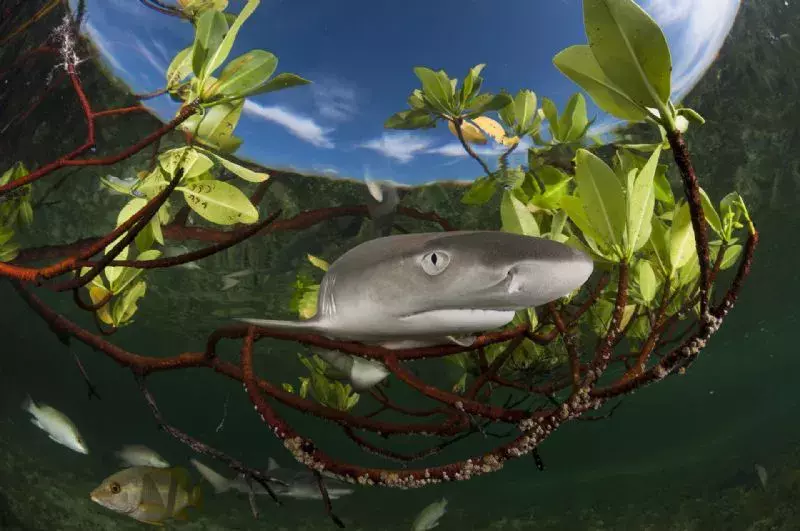 Foto de Mundo subacuático (9/10)