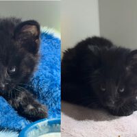 Não se engane com a cara de pet: filhote selvagem resgatado em SC esconde mutação genética raríssima 