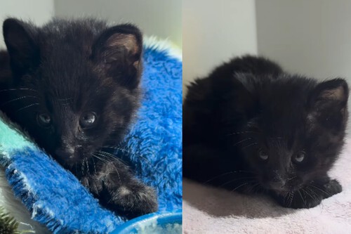 Gato preto selvagem. Créditos: Reprodução