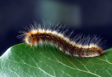 Oruga procesionaria