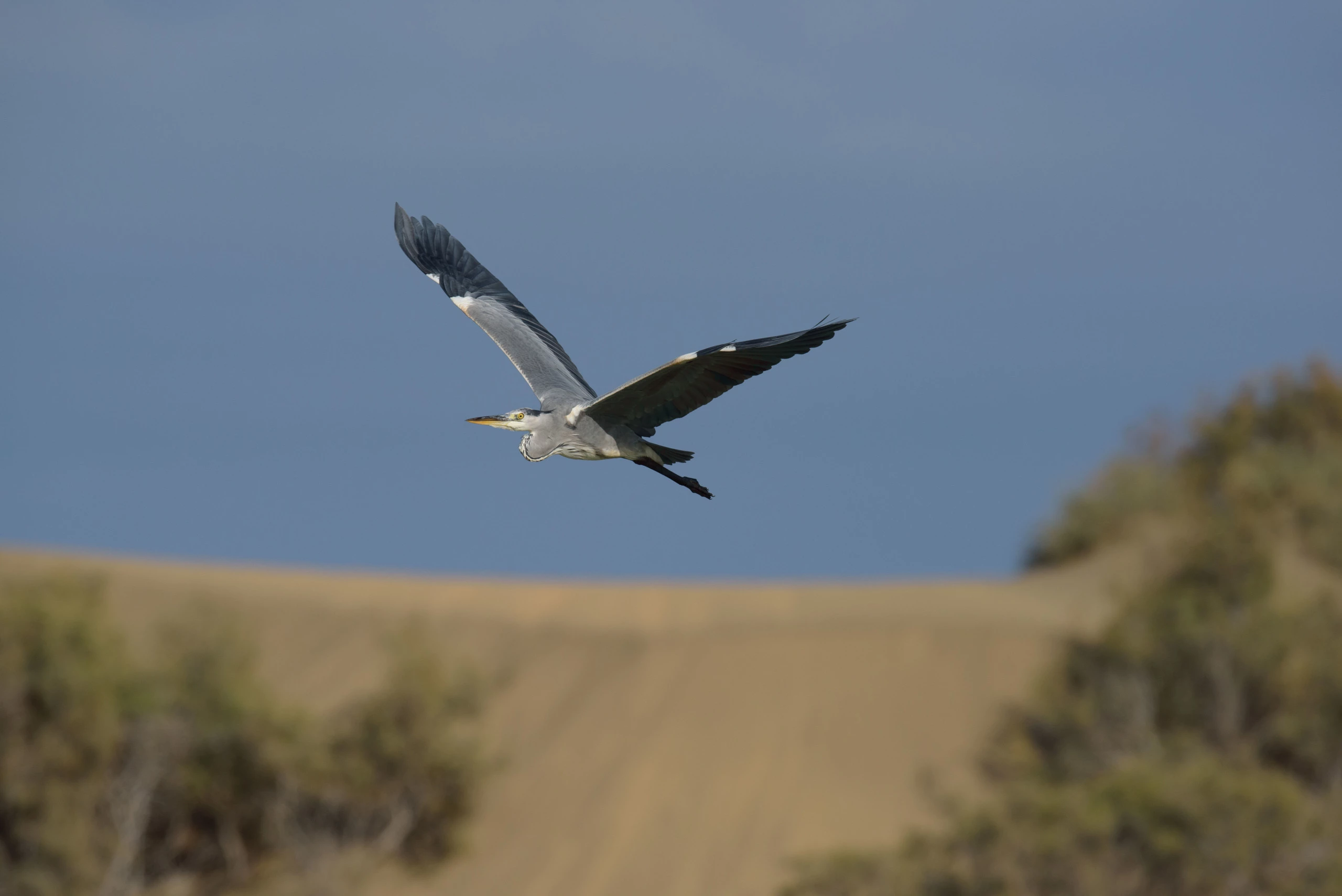 Análisis Nikon D810