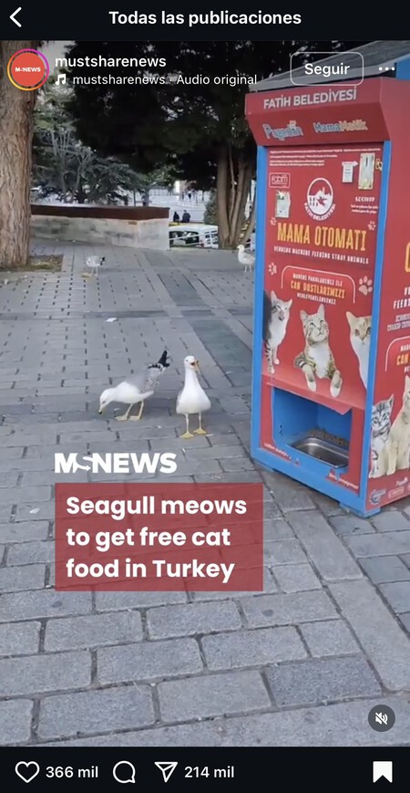 Gaviotas Turquia Maullar Gatos Animales