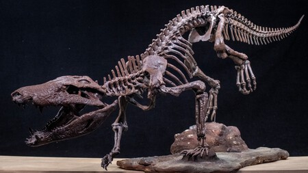 Kostensuchus