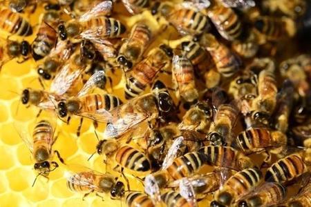 Las abejas como indicadores de la contaminación en el aeropuerto de Hamburgo