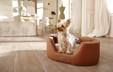 La frase vida de perros cambia su significado cuando conoces los accesorios de Cyriano 