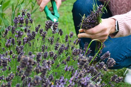 lavanda