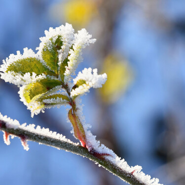 Cinco plantas con flores que sobreviven al frío y darán color a tu jardín todo el año