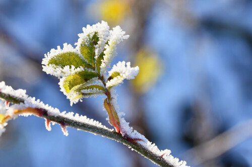Frost Y Nieve En Las Ramas Hermoso Fondo Estacional De Invierno Foto De La Naturaleza Congelada