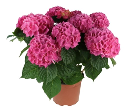 Hortensia - Hydrangea Rosa en Maceta 
