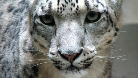 Código "Marble", la posible nueva interfaz de Snow Leopard