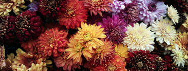 Nueve flores para plantar al final del verano y presumir de jardín hasta noviembre 