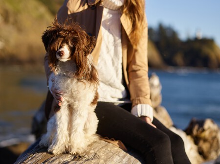 Perros hipoalergénicos - Labradoodle